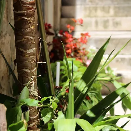 Street Garden Hvar Town
