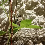 Street Garden *